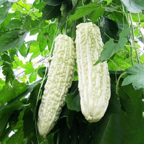 Bulborium White Pearl fruit close-up, ripe for culinary use and ornamental garden interest.
