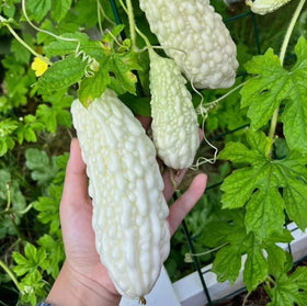 Bulborium White Pearl leaves and vine, ideal for warm-season trellising and decorative growth.