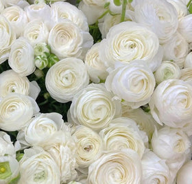 Bulborium ranunculus buds close-up promising lush, peony-like blooms for bouquets