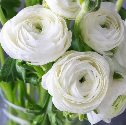 Bulborium white ranunculus bulbs ready for fall planting for vibrant spring color