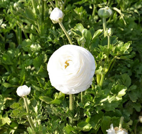 Bulborium garden view with white ranunculus blooms enhancing borders