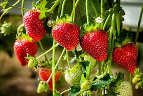 BULBORIUM compact strawberry plants thriving in a small container bed