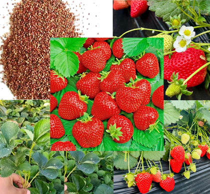 BULBORIUM wild strawberry seeds packaging close-up for easy home planting