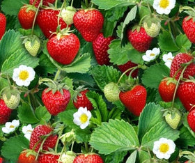 BULBORIUM wild strawberry seeds in a resealable bag, convenient prep for gardeners