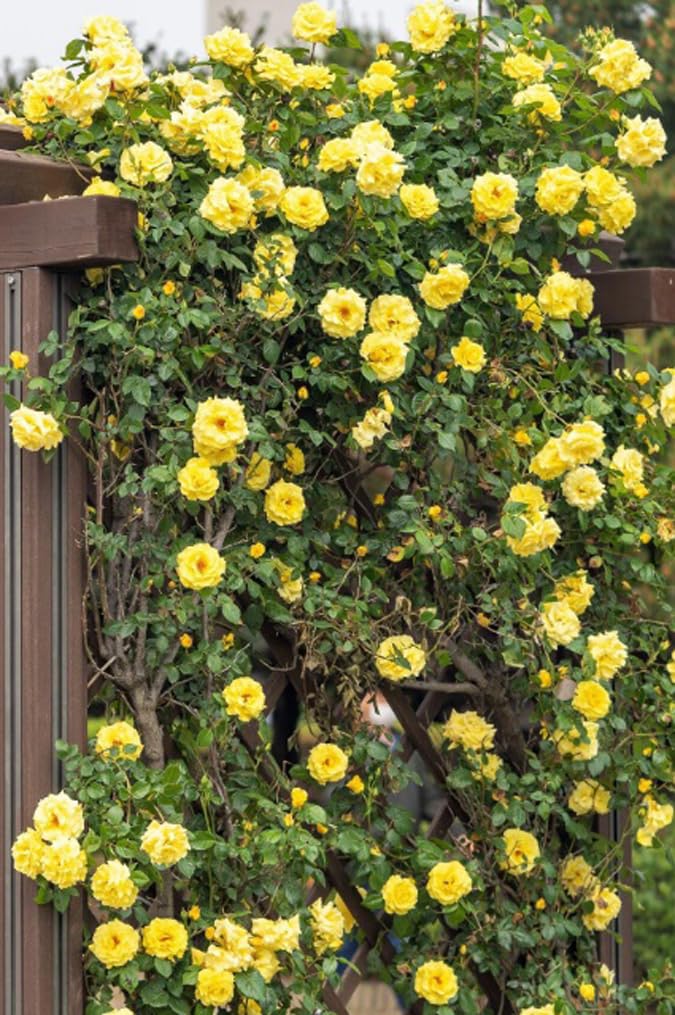 Bulborium yellow climbing rose seeds for fragrant vines; ideal on arches, fences, and garden privacy.