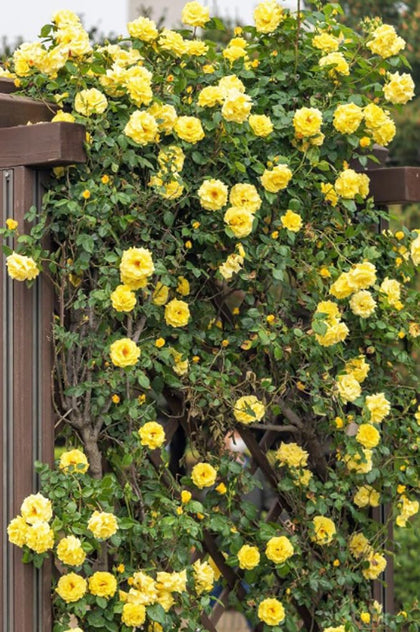 Bulborium yellow climbing rose seeds for fragrant vines; ideal on arches, fences, and garden privacy.