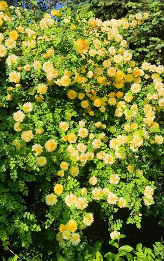 Bulborium Yellow Climbing Rose seeds flourishing on a sunny trellis, ideal for vertical garden displays.