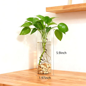 Bunhut glass wall planter with hook for quick wall mounting.