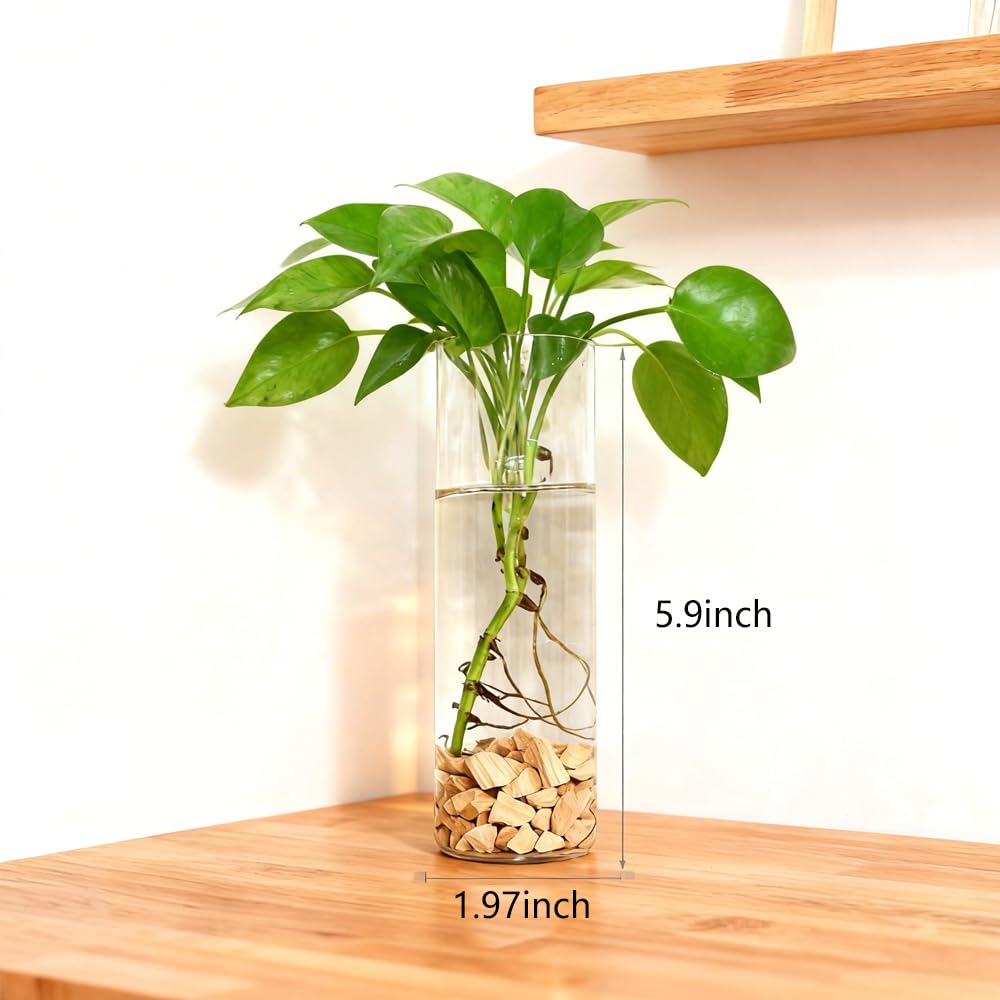 Bunhut glass wall planters hanging florals to enhance office decor.