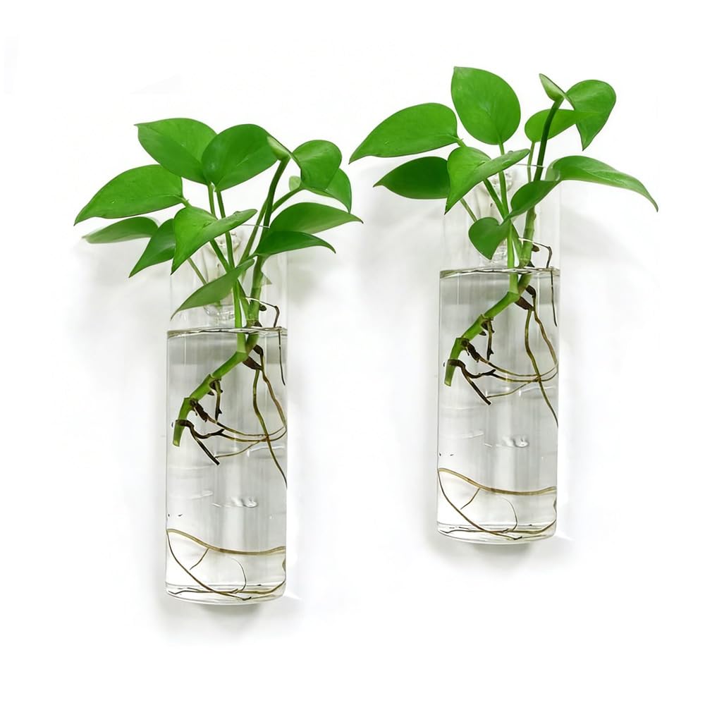 Bunhut two-pack glass wall planters for propagation on bright walls.