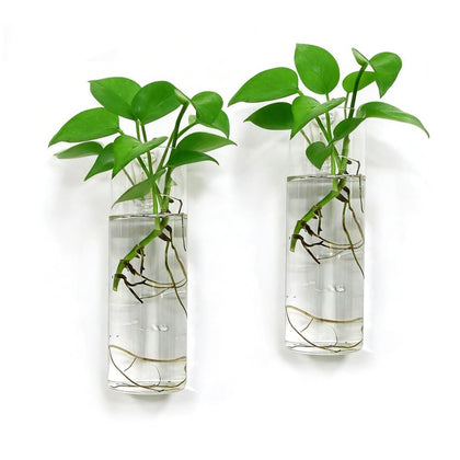 Bunhut two-pack glass wall planters for propagation on bright walls.