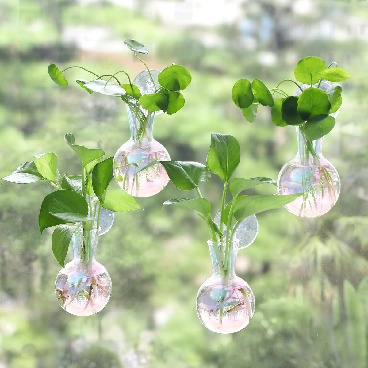 Bunmery iridescent window propagation set with four glass bulb vases displayed on a sunny windowsill