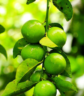 Buroifamily dwarf lime seedling in pot, ideal for balcony gardening.