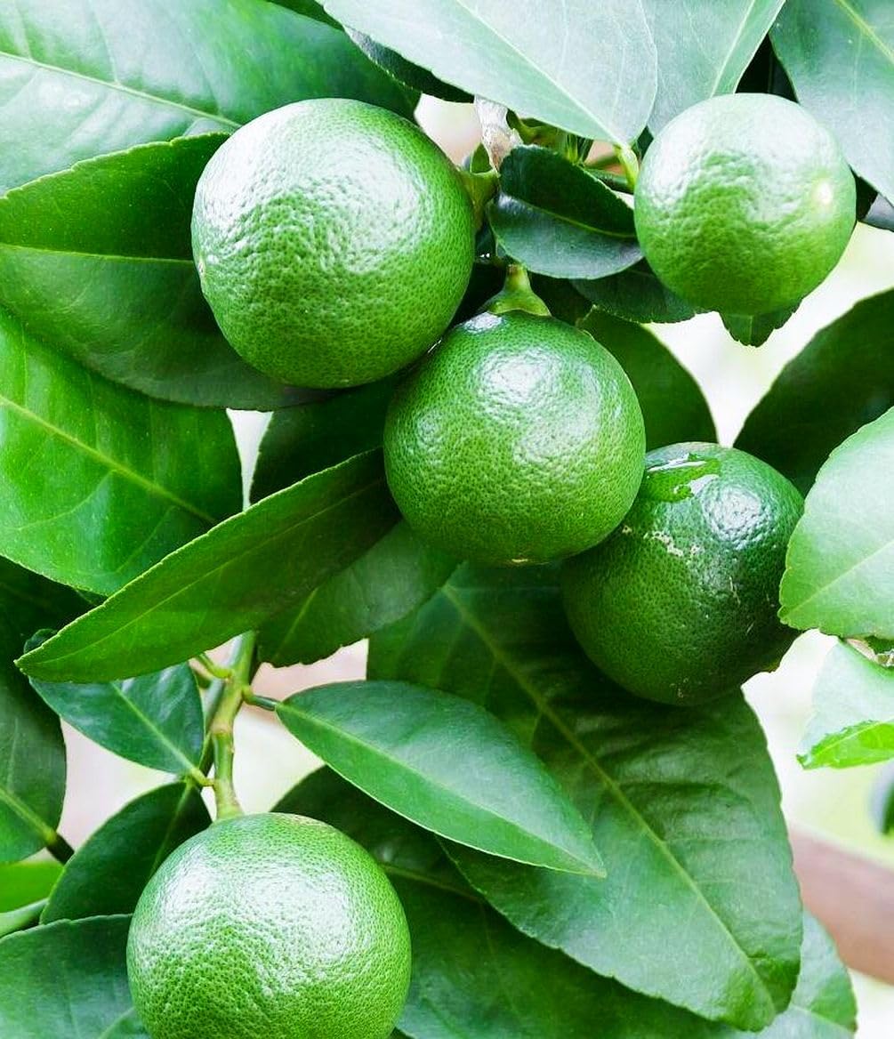 Buroifamily dwarf lime seeds on table, easy to store and plant.