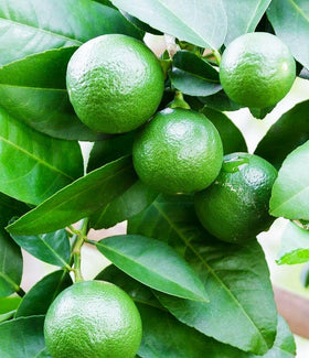 Buroifamily dwarf lime seeds on table, easy to store and plant.