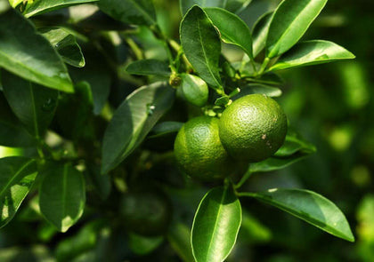 Buroifamily dwarf lime tree seeds pack for planting, ready for home gardens.