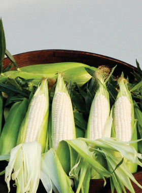 Amaize Hybrid ear on cob close-up, showcasing rich flavor for backyard meals