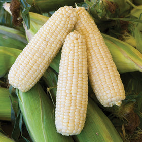 Burpee Amaize Hybrid seed pack close-up, ideal for home garden planting