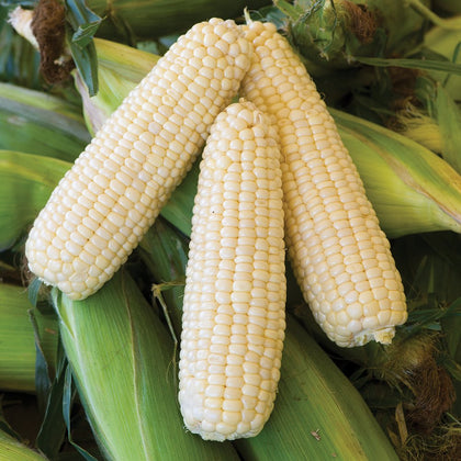 Burpee Amaize Hybrid seed pack close-up, ideal for home garden planting