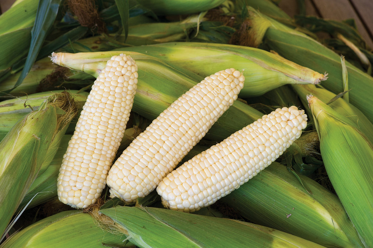 Burpee Amaize Hybrid stalk with ears close-up, hardy and prolific harvest potential