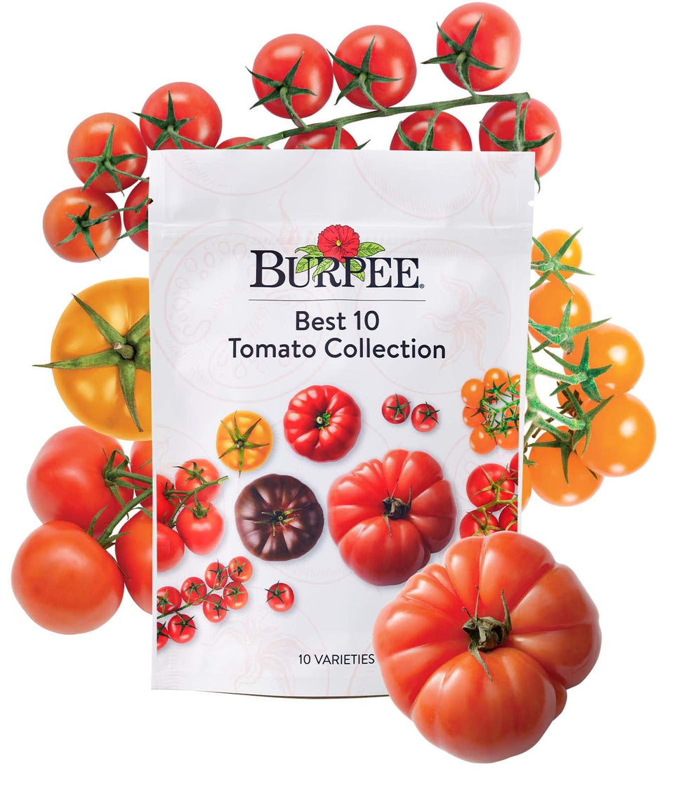 Burpee Best 10 tomato seeds front packet, ideal for gifting and starting a home tomato garden.