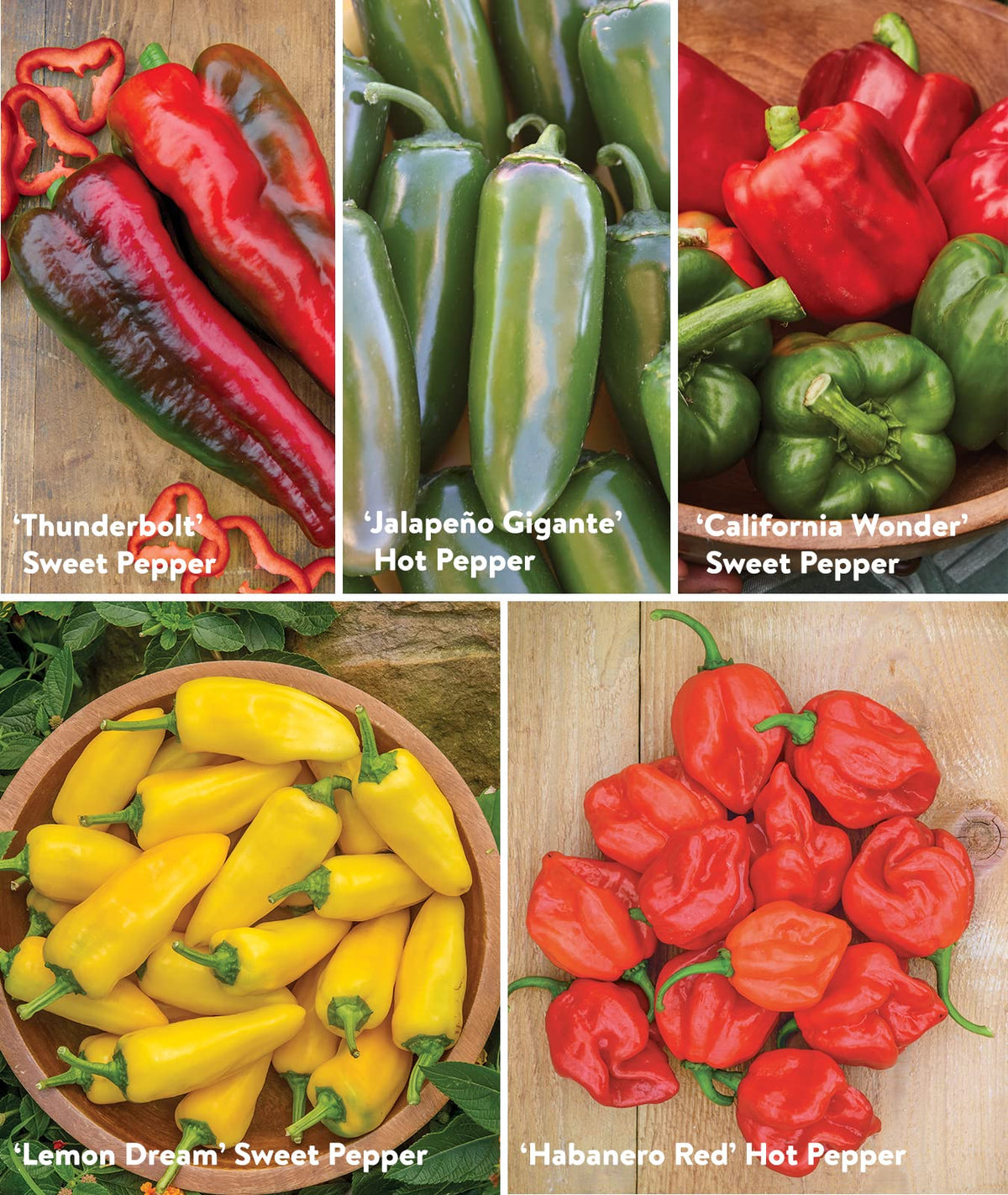 Burpee Best Collection cayenne seeds for spicy harvests and seasoning
