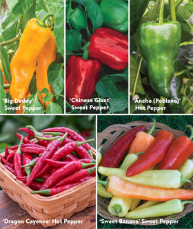 Burpee Best Collection hot pepper seeds for bold peppers and flavor