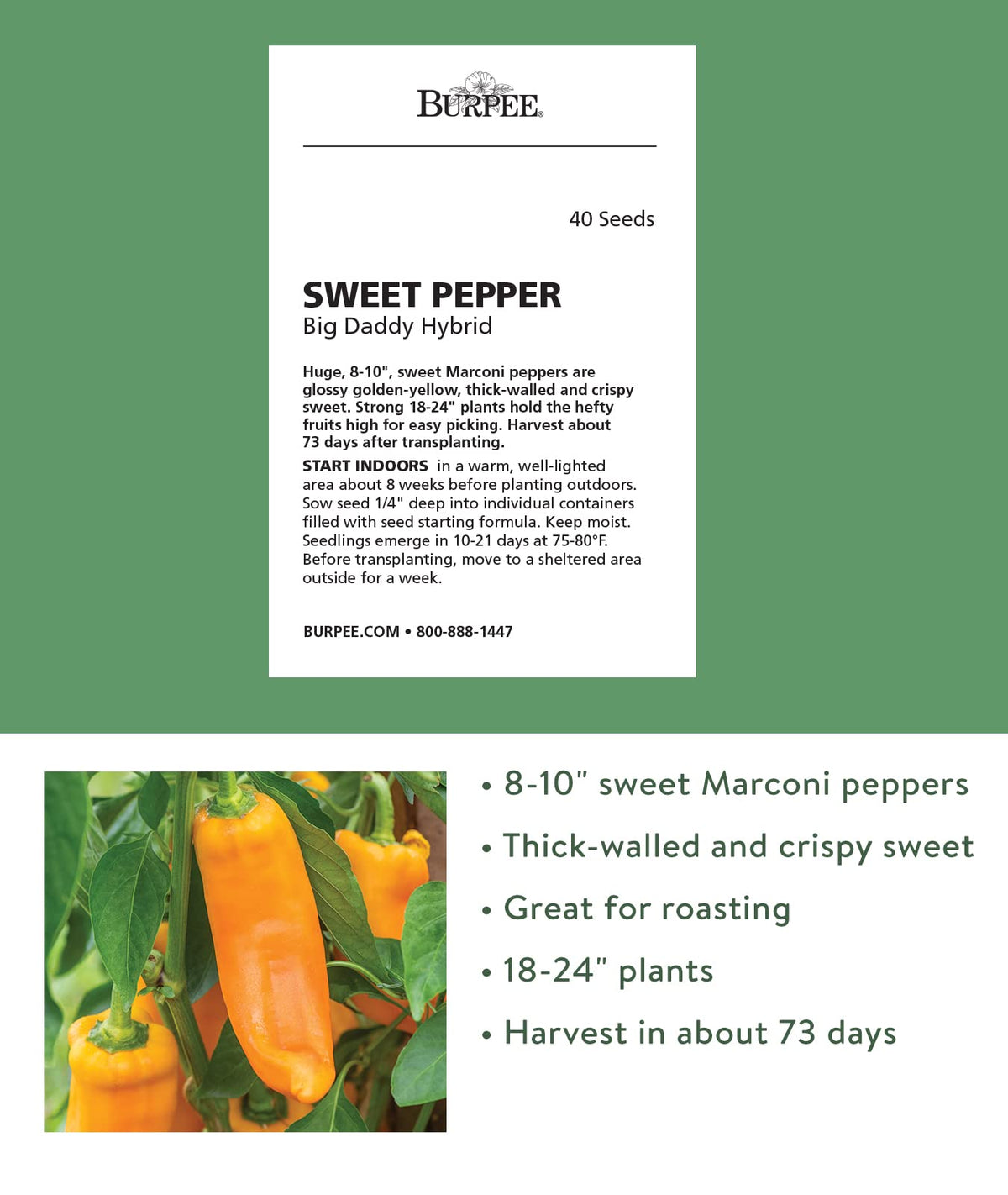 Burpee Big Daddy pepper plants growing tall at 18-24 inches