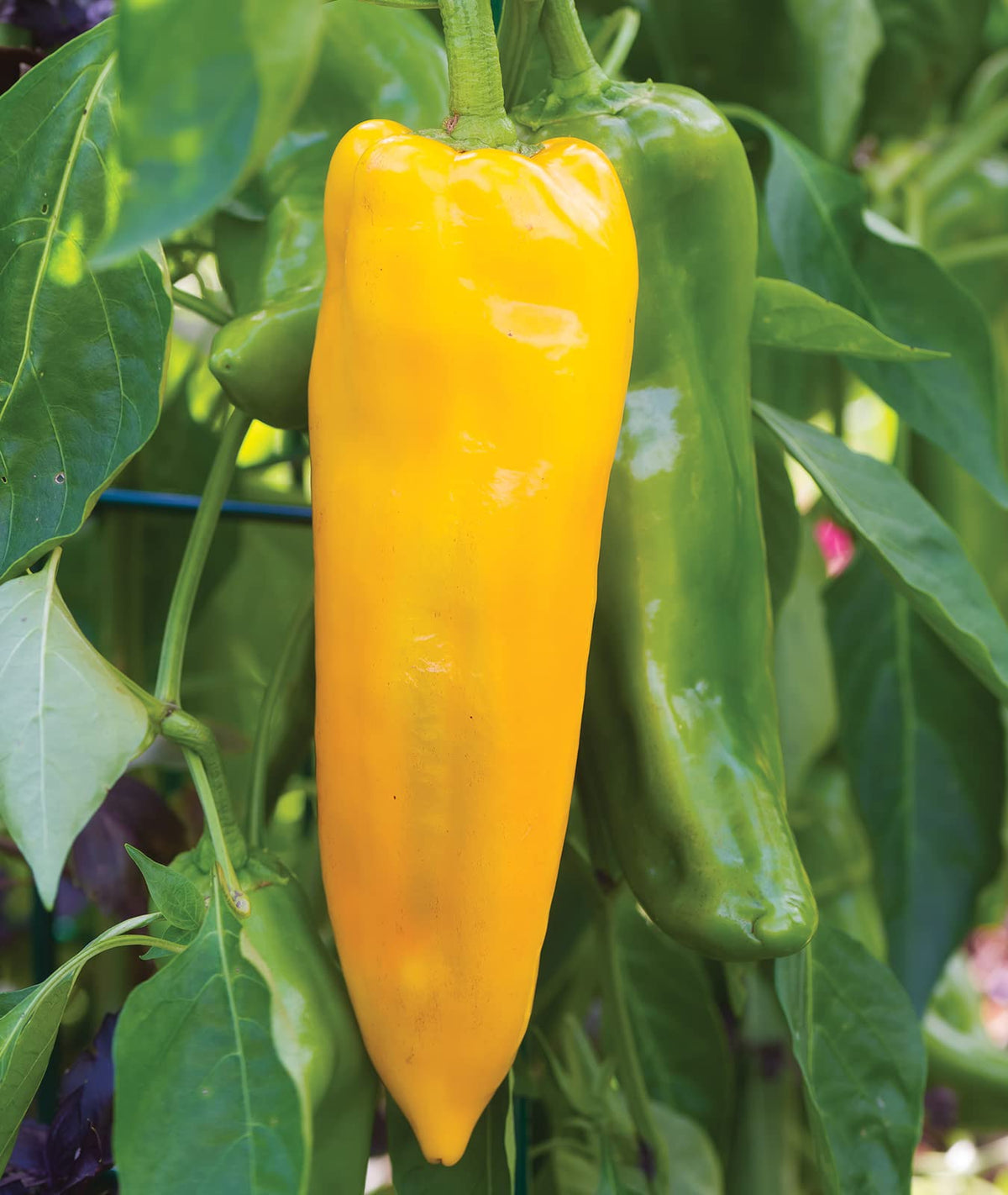 Roasted Burpee Big Daddy peppers releasing smoky aroma