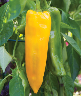 Roasted Burpee Big Daddy peppers releasing smoky aroma