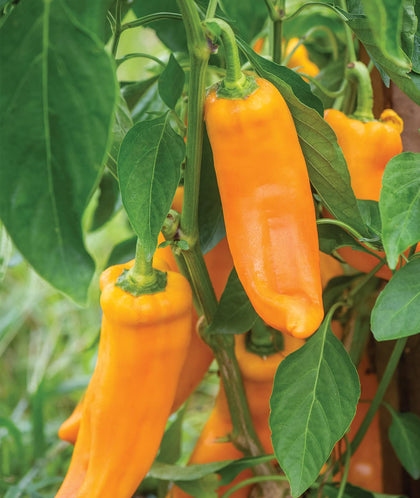 Burpee Big Daddy Sweet Pepper seeds ready for sowing in packaging