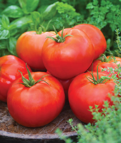 Burpee Big Daddy tomato fruit ripe and ready for slicing.