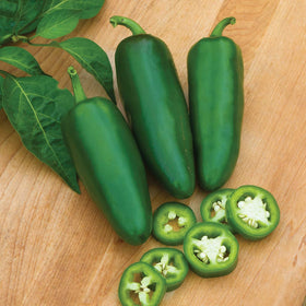 Burpee Big Guy hot pepper seeds closeup on packet, highlighting large jalapeño potential.