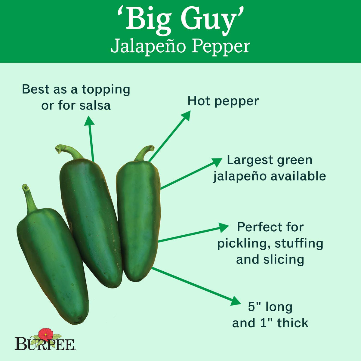 Burpee Big Guy hot pepper seeds front label, ready for spring sowing.