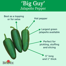 Burpee Big Guy hot pepper seeds front label, ready for spring sowing.