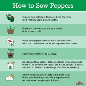 Burpee Big Guy hot pepper seeds garden-ready, signaling versatile harvest opportunities.