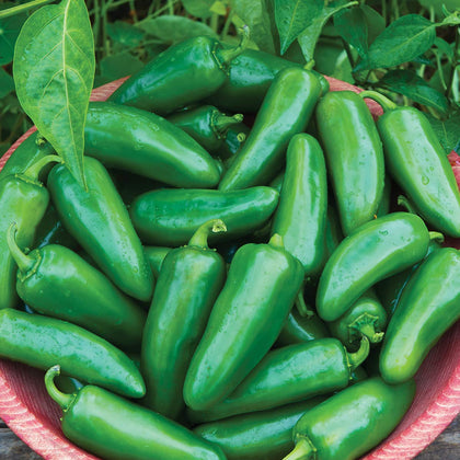 Burpee Big Guy hot pepper seeds pack, ideal for home growing and fresh peppers.