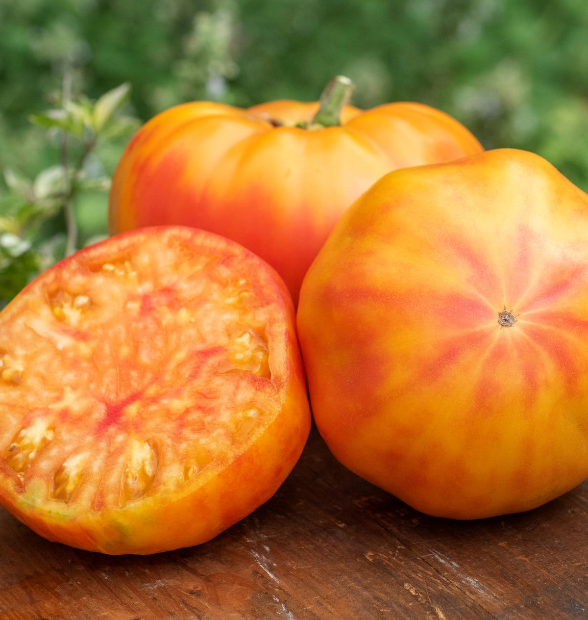 Close-up of Burpee Big Rainbow beefsteak showing marbled flesh and red hues.