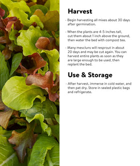 Burpee Black-Seeded Simpson lettuce leaves with classic frill and flavor potential