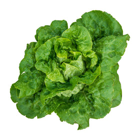 Burpee Buttercrunch Lettuce Tape packaging shows 100 seeds per tape for easy sowing.