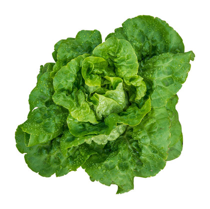 Burpee Buttercrunch Lettuce Tape packaging shows 100 seeds per tape for easy sowing.