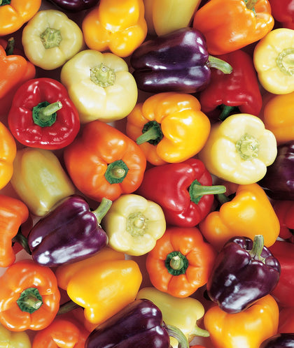 Burpee Carnival Mix seed packet front view showcasing vibrant pepper varieties.
