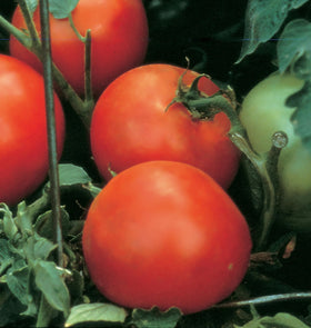 Burpee Celebrity 7oz tomatoes on the vine, ideal for slicing.