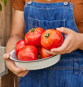 Burpee Celebrity disease-resistant tomato plants reaching about 36 inches tall.
