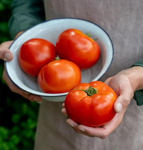 Burpee Celebrity tomato seeds packet for home gardens, non-GMO and reliable germination.