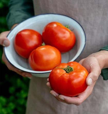 Burpee Celebrity tomato seeds packet for home gardens, non-GMO and reliable germination.