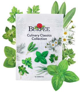 Burpee Culinary Classics Basil seeds for fresh pesto and vibrant pizzas