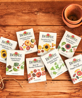 Burpee Culinary Classics Dill seeds for pickles and bright herb flavor