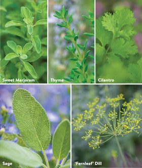 Burpee Culinary Classics Sage seeds for earthy notes in roasts