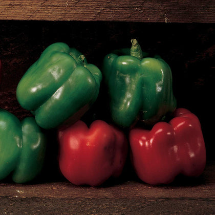 Burpee Emerald Giant sweet pepper fruit close-up showing large blocky pepper with crisp texture.